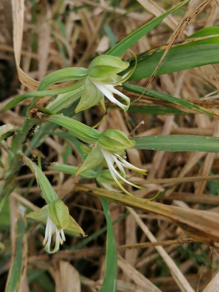 Bonatea antennifera