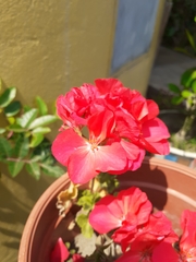 Pelargonium