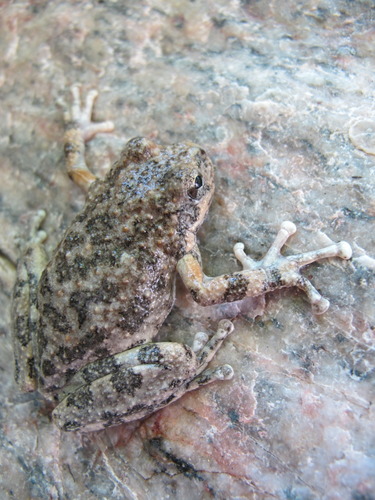 California Tree Frog