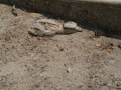 Burhinus superciliaris