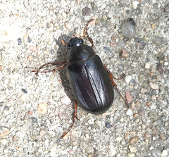 Phyllophaga vehemens