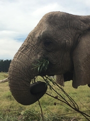 Elephantidae