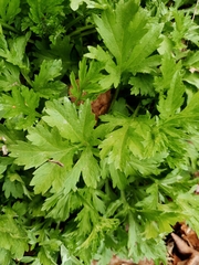 Artemisia vulgaris