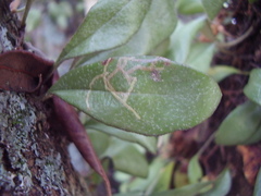 Philocryptica polypodii