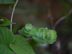 Euphorbia pycnostegia