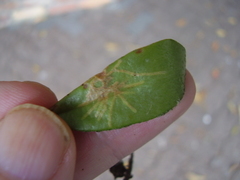 Philocryptica polypodii