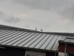 Larus fuscus
