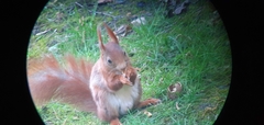 Sciurus vulgaris