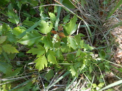 Toxicodendron radicans verrucosum