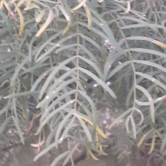 Prosopis chilensis