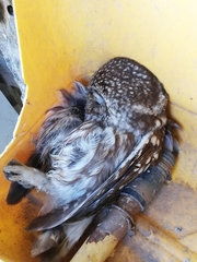 Athene noctua indigena