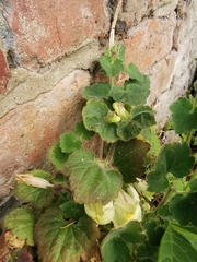 Asarina procumbens