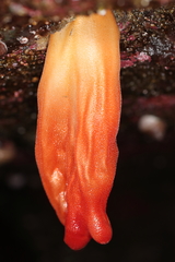 Halocynthia aurantium