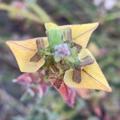 Crotalaria platysepala