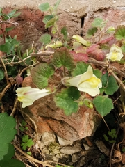 Asarina procumbens