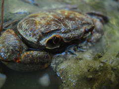 Potamon hippocratis