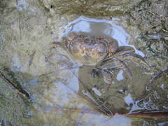 Potamon hippocratis