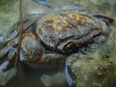 Potamon hippocratis