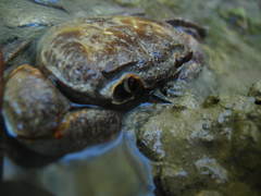 Potamon hippocratis