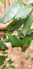 Gyropsylla ilecis