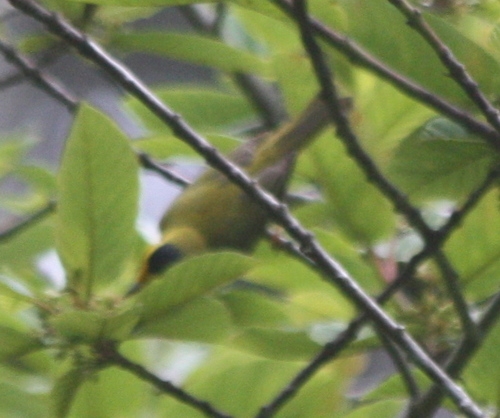 Cardellina pusilla