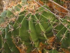 Ferocactus flavovirens