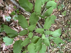 Ligusticum canadense