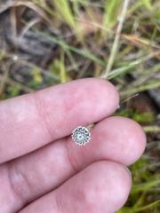 Lachnocaulon