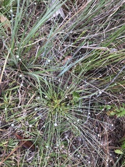 Lachnocaulon