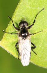Bibio albipennis