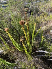 Pseudoselago serrata