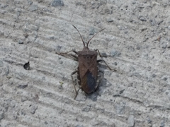 Anasa maculipes