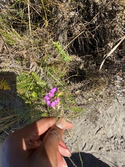 Polygala garcinii