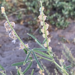 Crotalaria sphaerocarpa