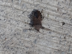 Anasa maculipes