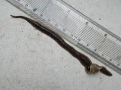 Arthurdendyus triangulatus