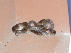 Trimorphodon quadruplex