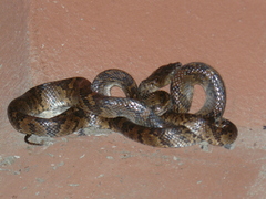 Trimorphodon quadruplex