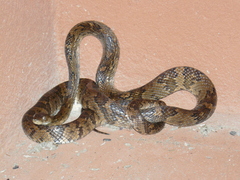 Trimorphodon quadruplex