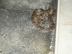 Trimorphodon quadruplex