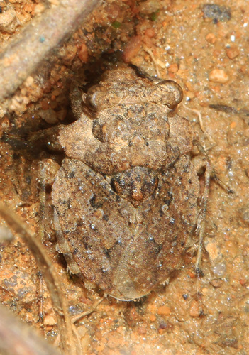 Big-eyed Toad Bug photo 5