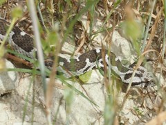 Montivipera xanthina