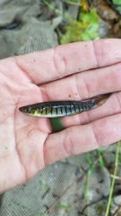 Fundulus lineolatus