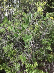 Smilax laurifolia