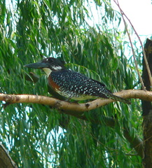 Megaceryle maxima maxima