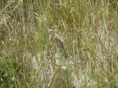 Montivipera xanthina