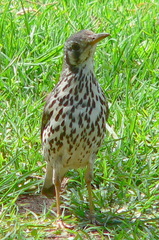 Turdus litsitsirupa