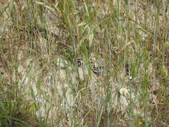 Montivipera xanthina