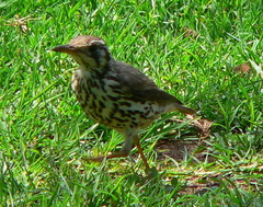 Turdus litsitsirupa