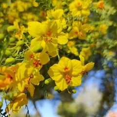 Parkinsonia